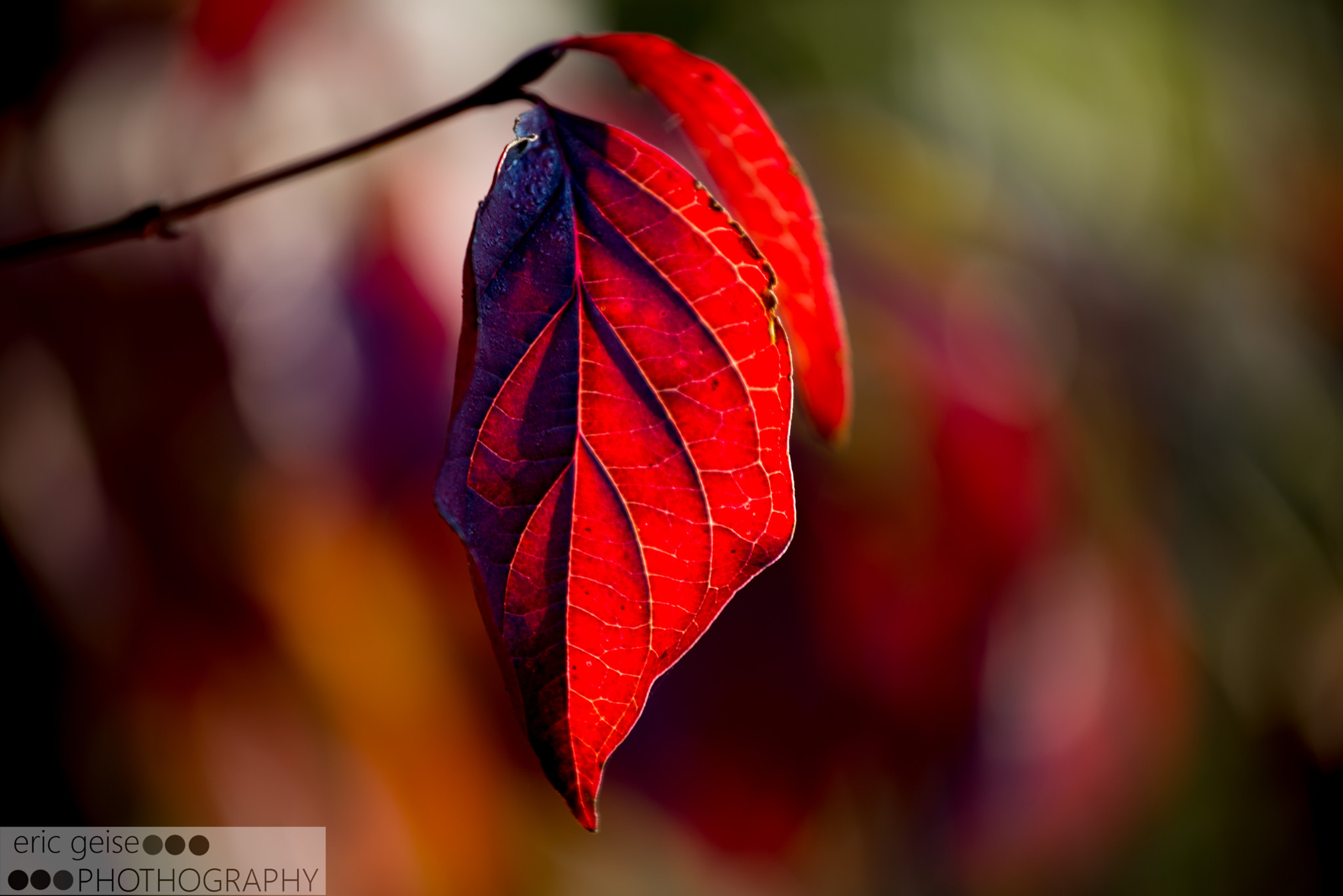 Nikon AF-S Nikkor 70-200mm F4G ED VR sample photo. Red sheet photography