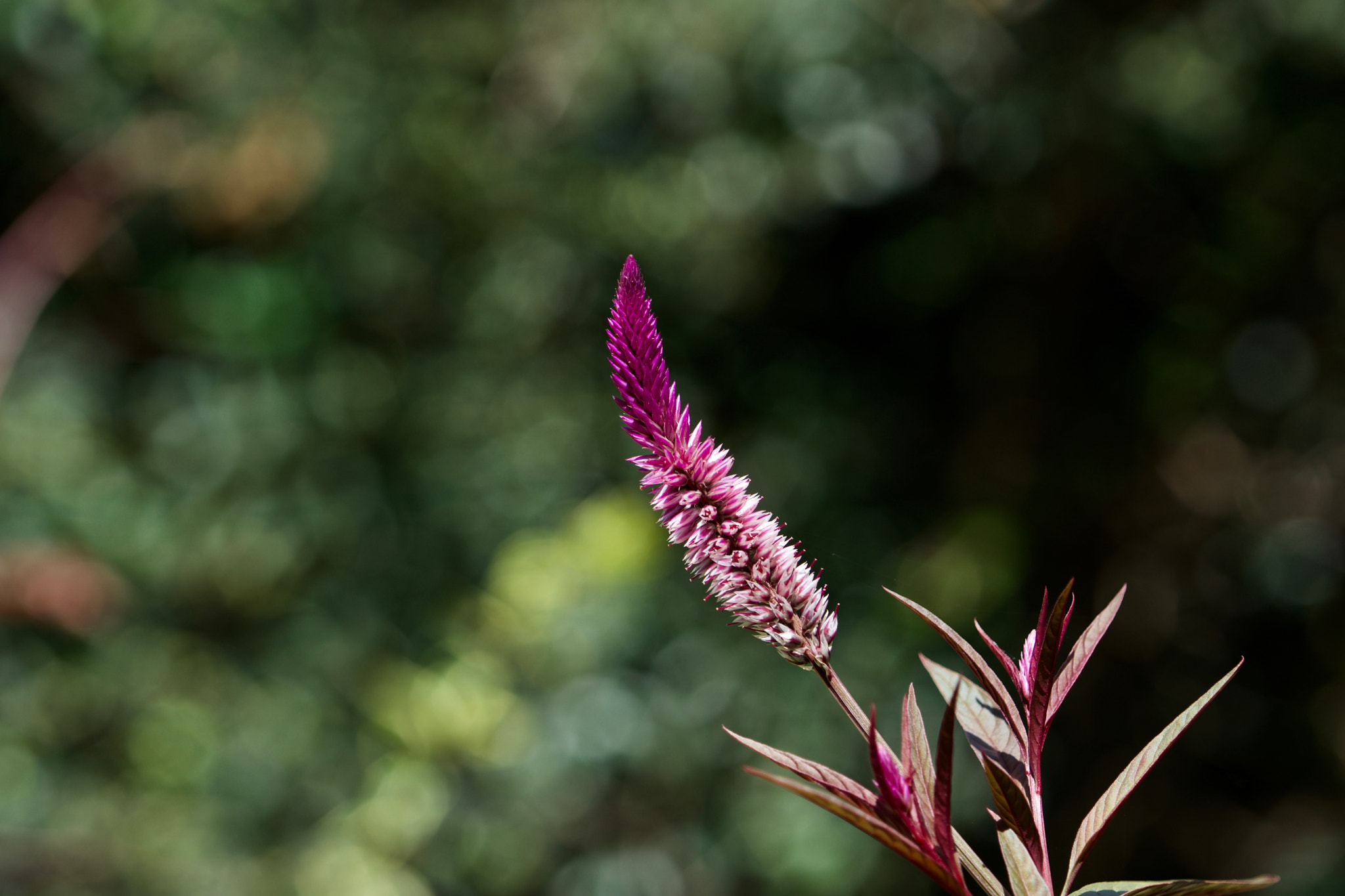 Sony a6000 + Sony FE 70-200mm F4 G OSS sample photo. Fort worth botanic garden photography