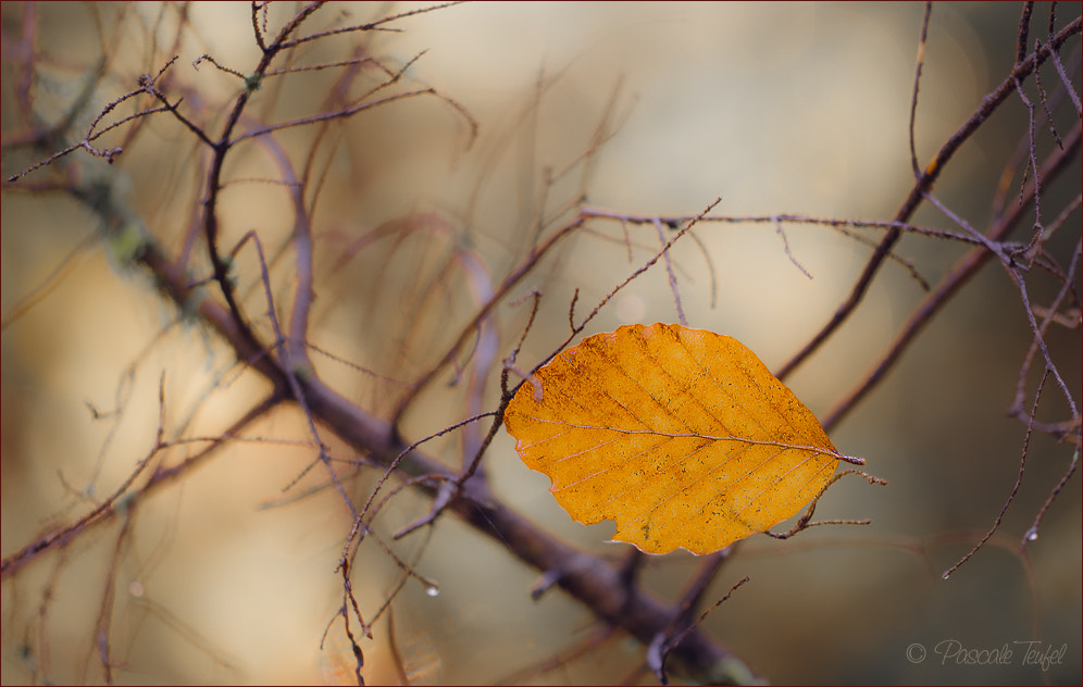 Sigma 150mm F2.8 EX DG Macro HSM sample photo. The leaves are falling photography