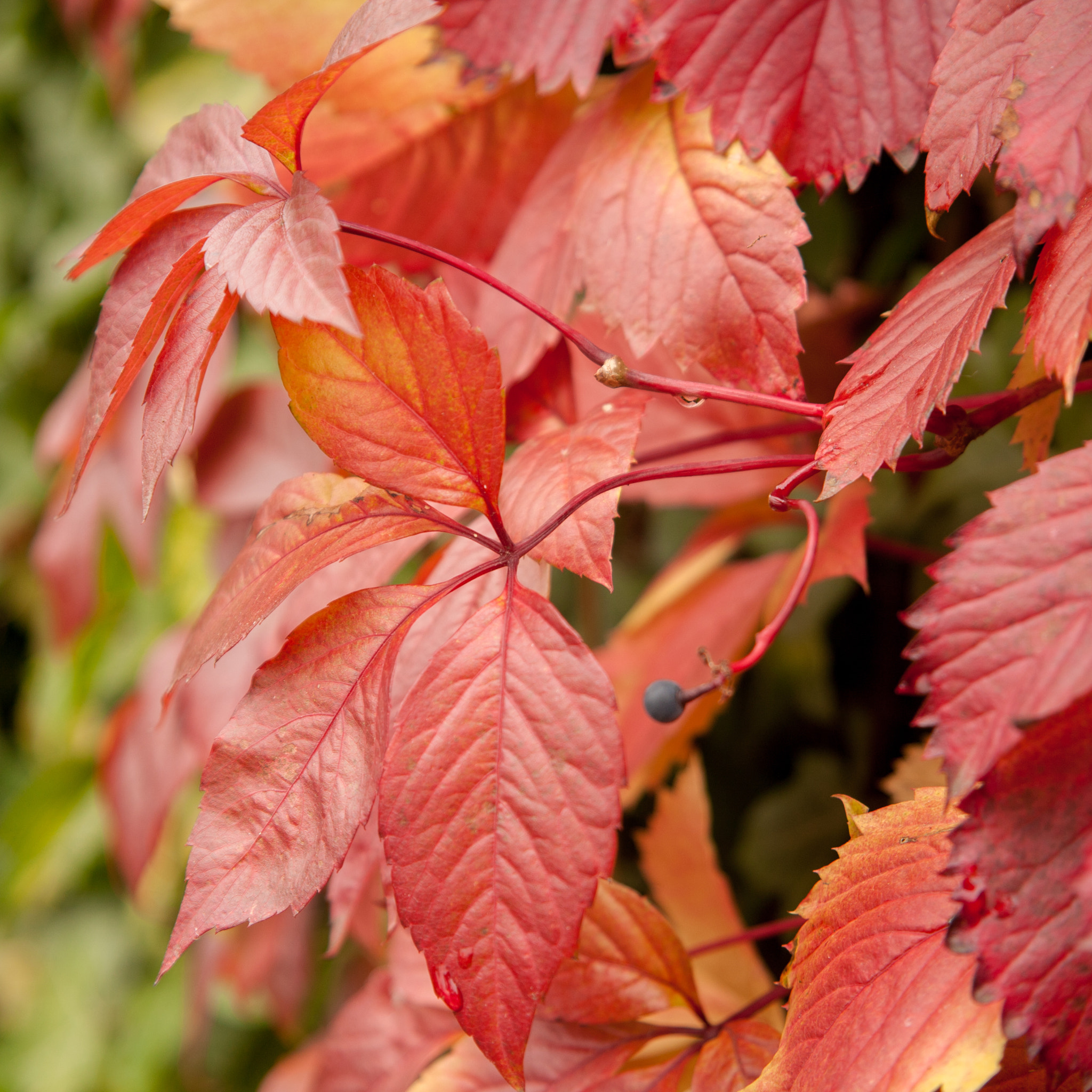 Canon EF 24-85mm F3.5-4.5 USM sample photo. Autumnal leaves photography