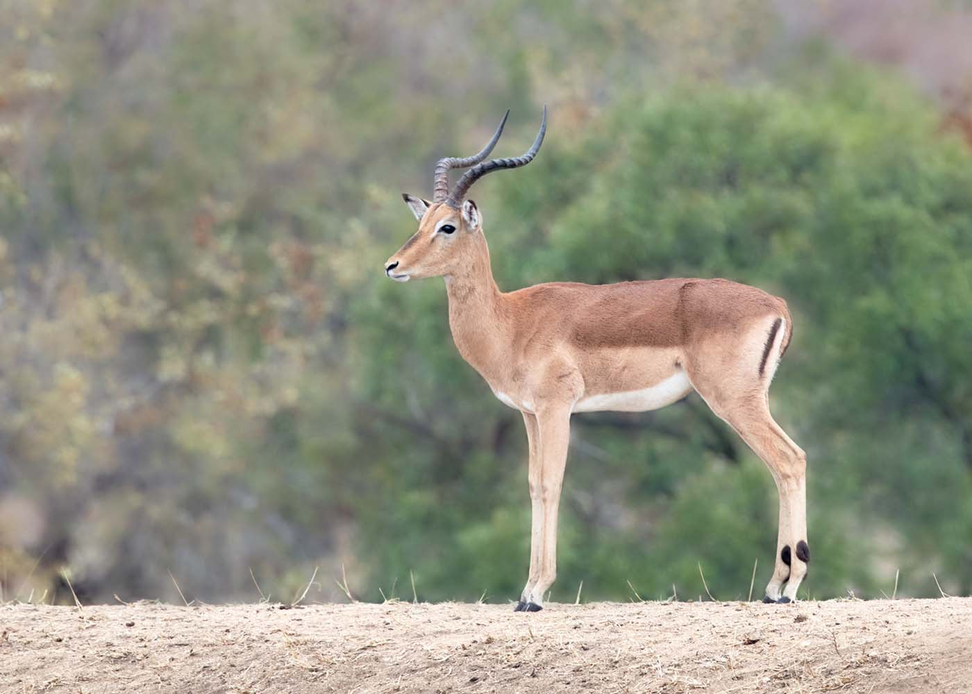 Canon EF 500mm F4L IS II USM sample photo. Impala portrait photography