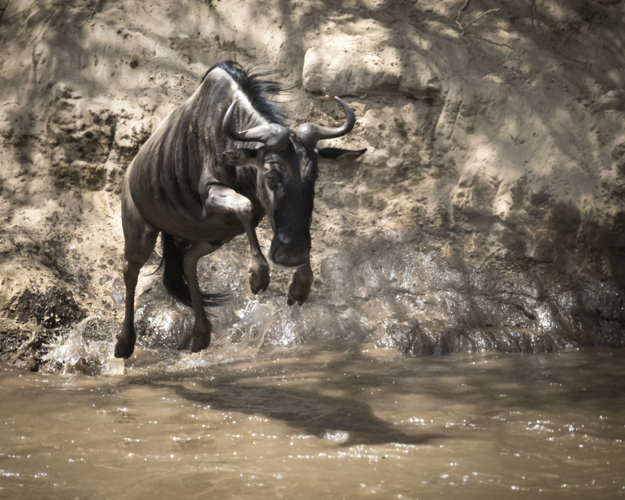Nikon D810 + Nikon AF-S Nikkor 600mm F4G ED VR sample photo. Gnu dive photography