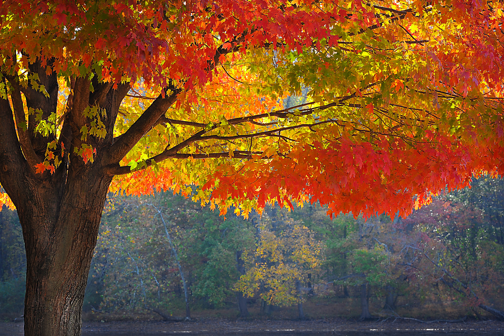 Nikon D3 sample photo. Changing color photography