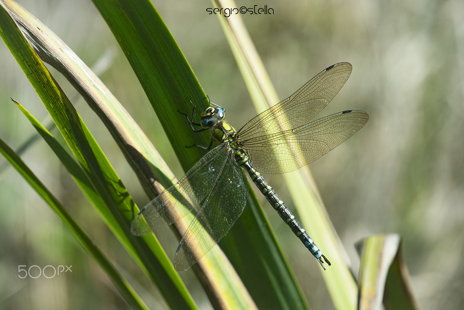 Sigma 150mm F2.8 EX DG Macro HSM sample photo. Aeshna cyanea ♂ photography