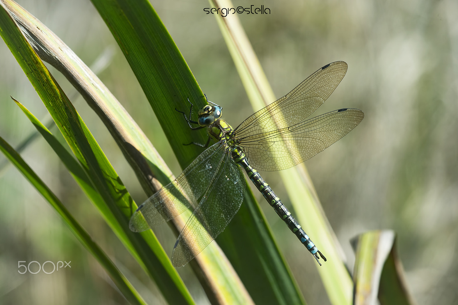 Nikon D610 + Sigma 150mm F2.8 EX DG Macro HSM sample photo. Aeshna cyanea ♂ photography