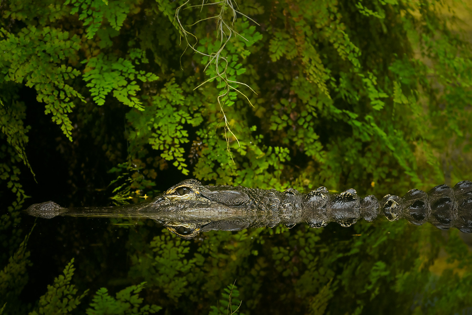 Pentax smc DA* 50-135mm F2.8 ED (IF) SDM sample photo. Mississippi-alligator photography