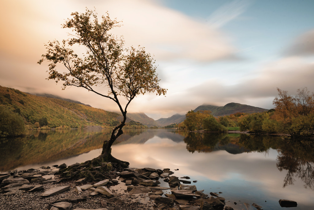 Lone tree at Llyn Padarn by Caroline Mann on 500px.com