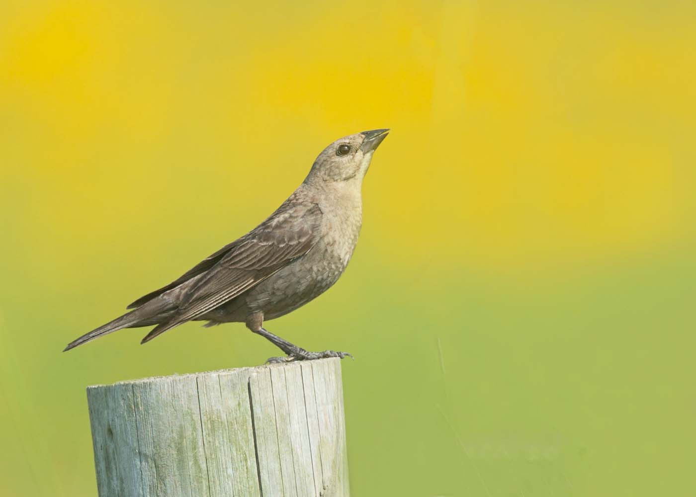 Canon EF 500mm F4L IS II USM sample photo. Brown headed cowbird photography