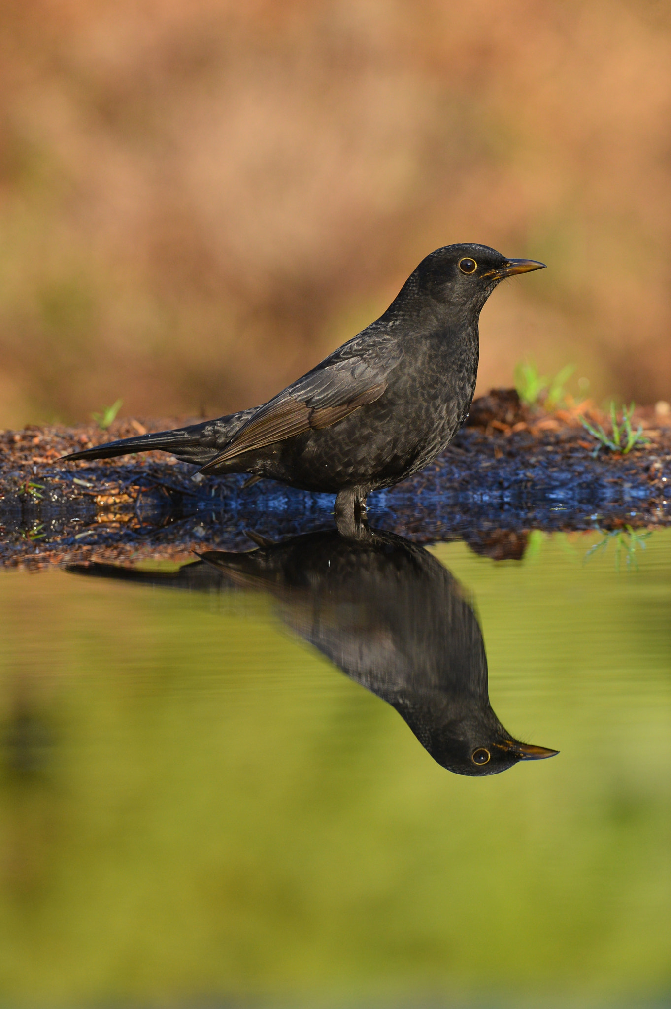 Nikon D600 + Nikon AF-S Nikkor 500mm F4G ED VR sample photo. Merel photography