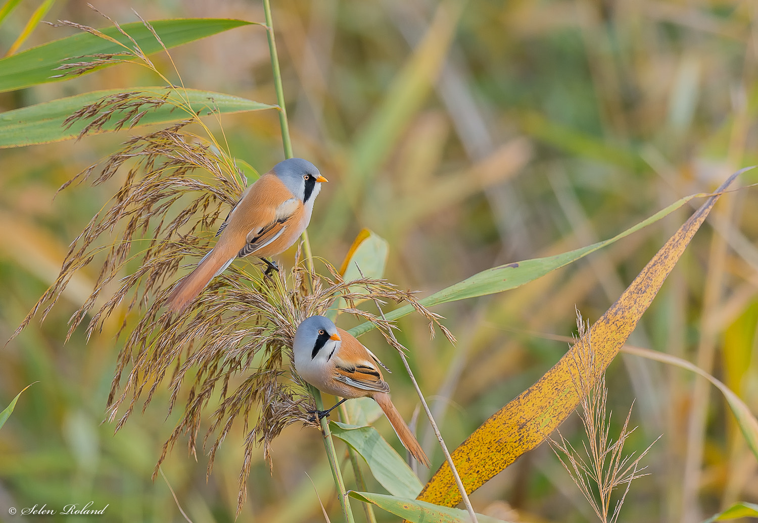 Nikon D4 + Nikon AF-S Nikkor 500mm F4G ED VR sample photo. Baardmannetje - bearded tit photography