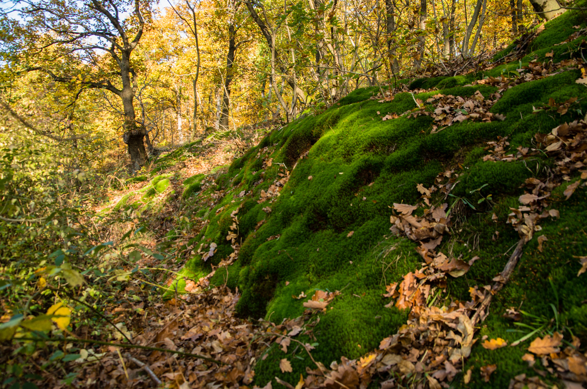 Pentax K-30 sample photo. Forest photography