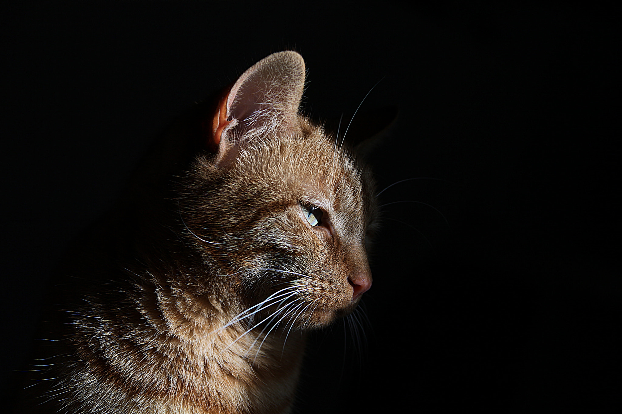 Canon EF 28-300mm F3.5-5.6L IS USM sample photo. Marley_1 photography