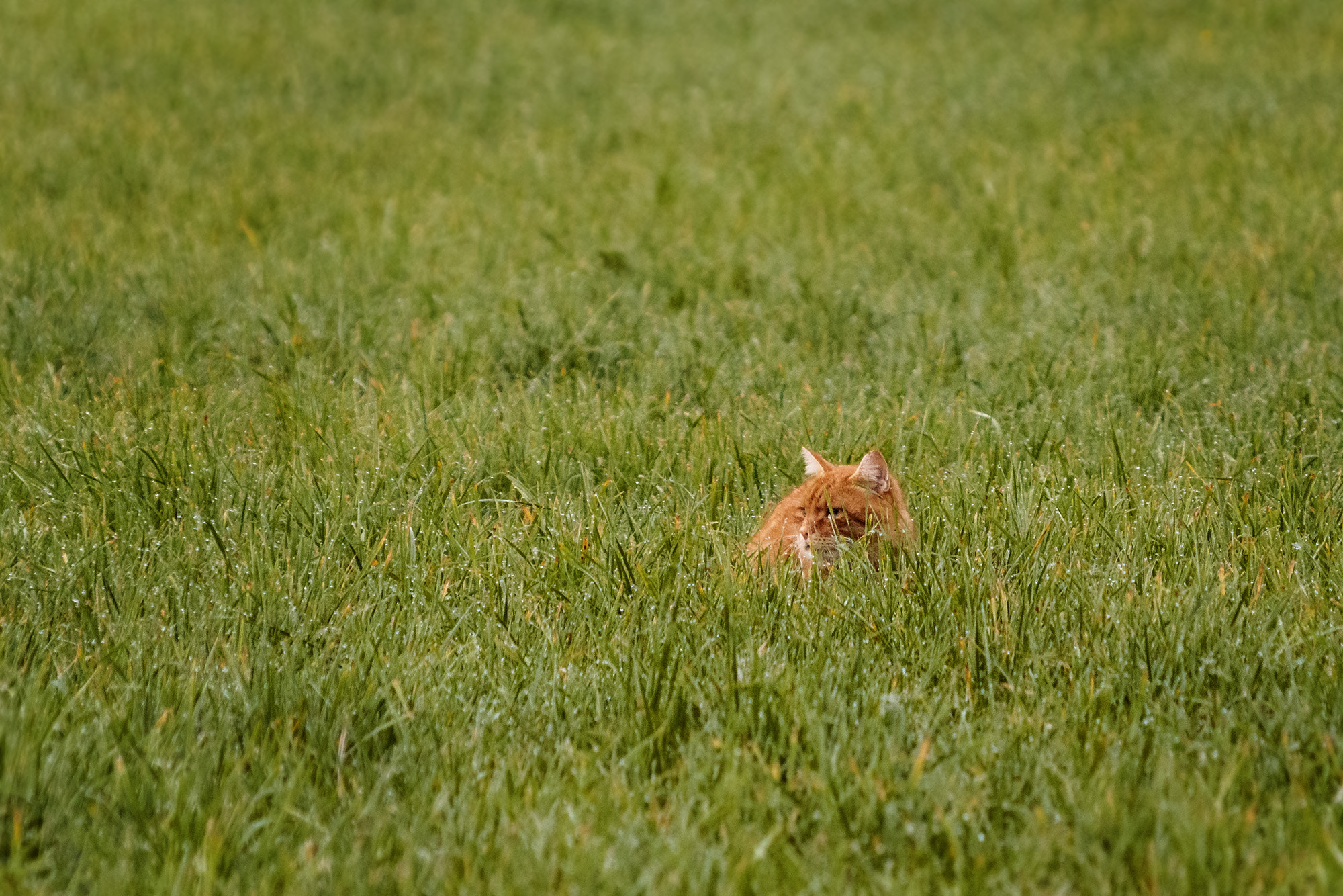 Sigma 50-200mm F4-5.6 DC OS HSM sample photo. Cat photography