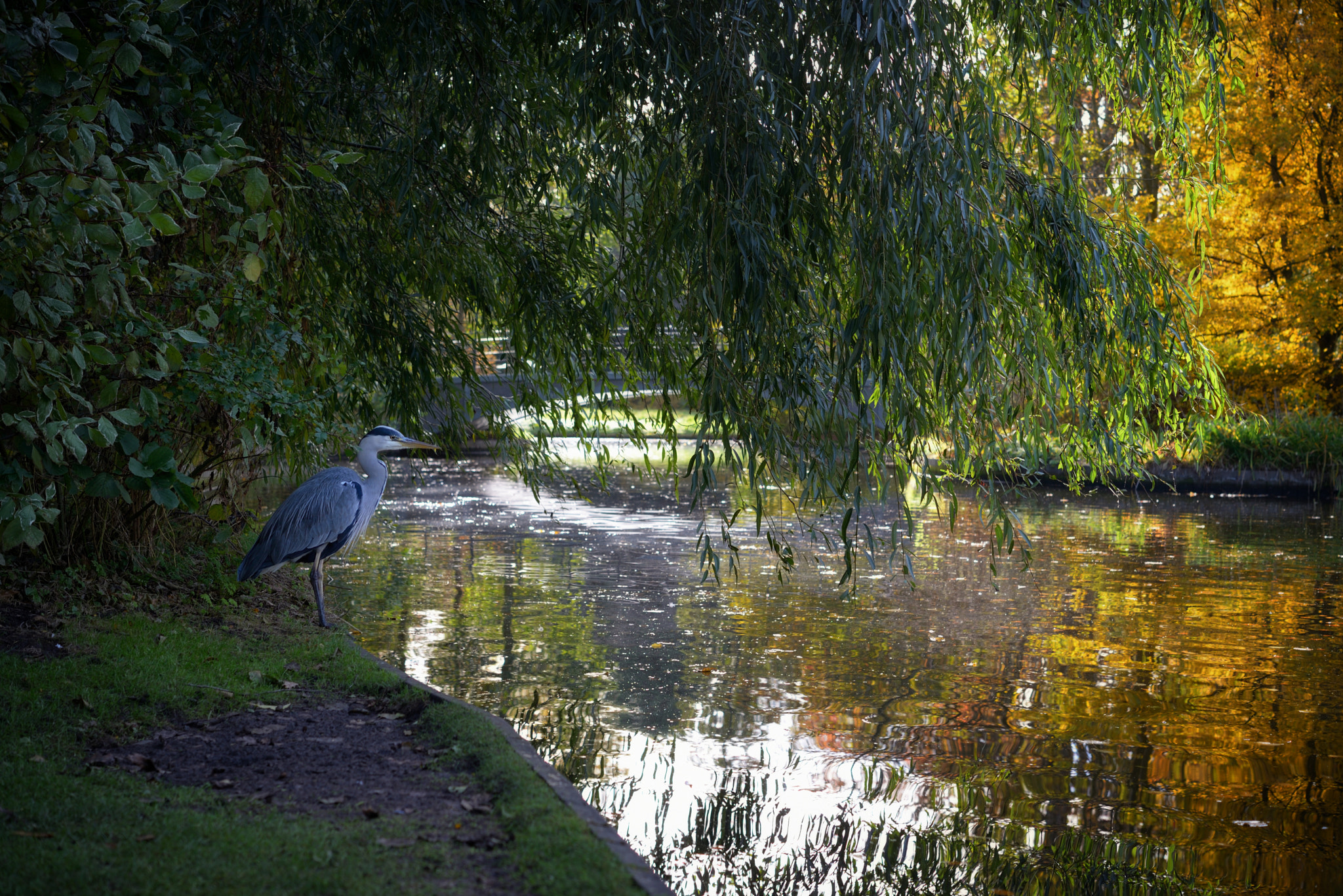 Nikon AF-S Micro-Nikkor 60mm F2.8G ED sample photo. Heron photography