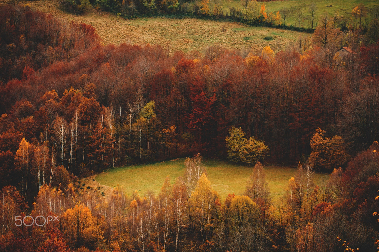 Canon EF 100mm F2.8L Macro IS USM sample photo. Forest in autumn photography