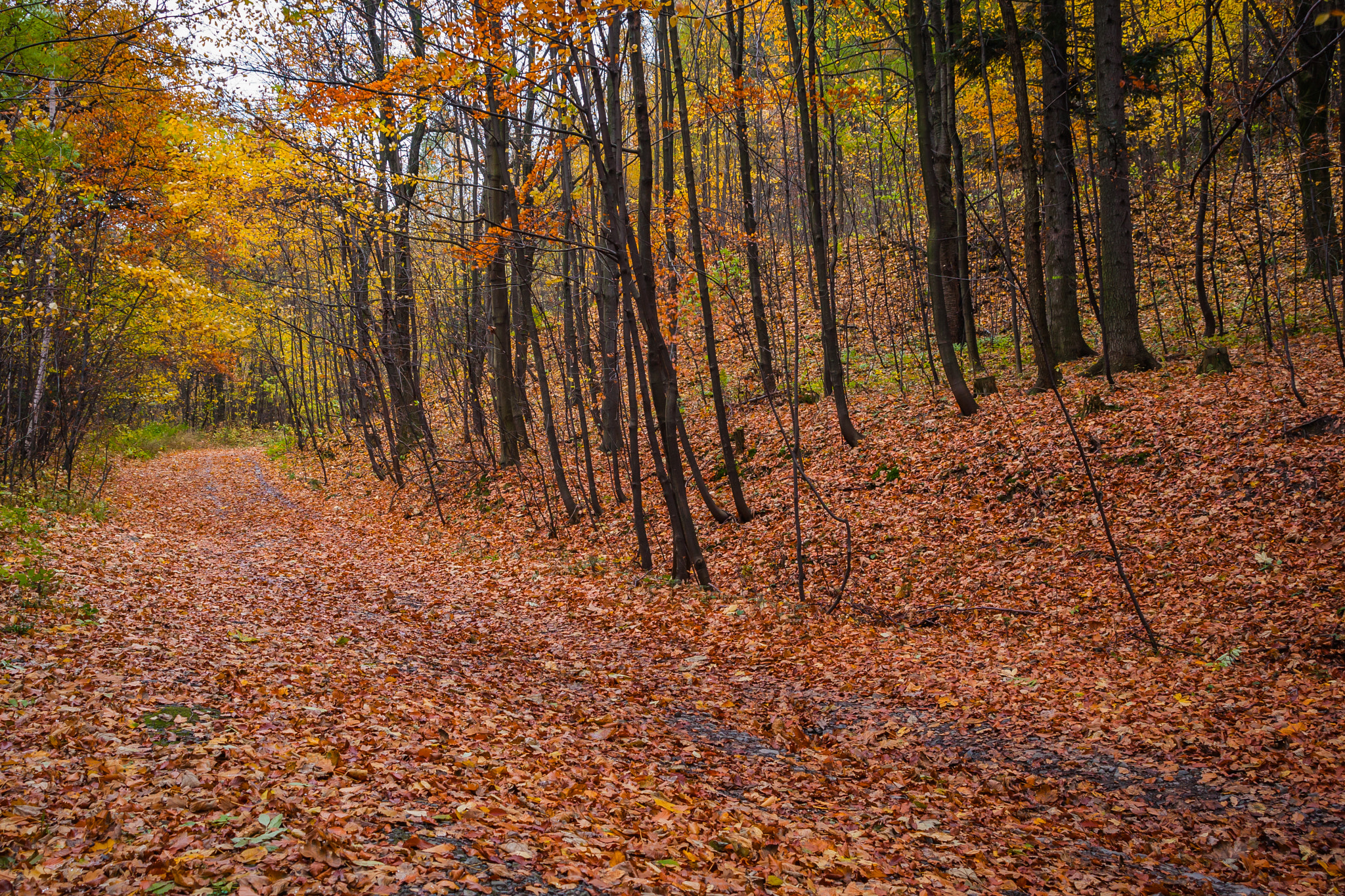 Minolta/Sony AF 24-105mm F3.5-4.5 (D) sample photo. The autumn road photography