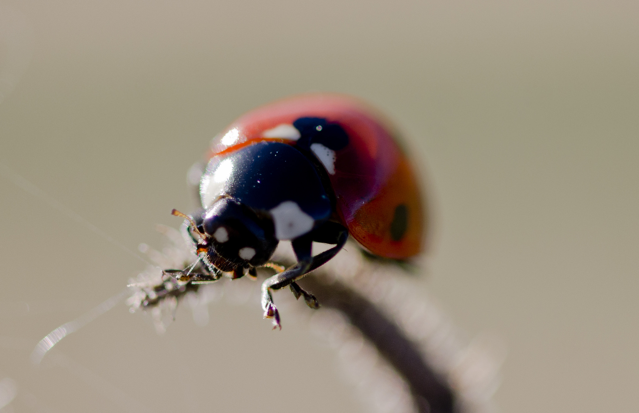 Nikon AF-S Nikkor 18-35mm F3.5-4.5G ED sample photo. Coccinelle touge photography