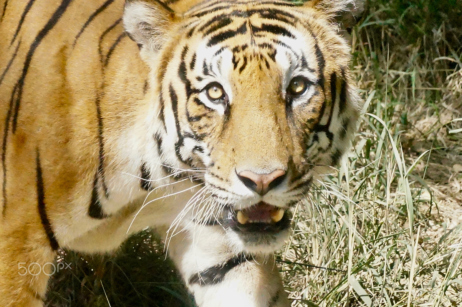 Sony Alpha NEX-5T sample photo. A tiger at the bannerghatta biological park photography