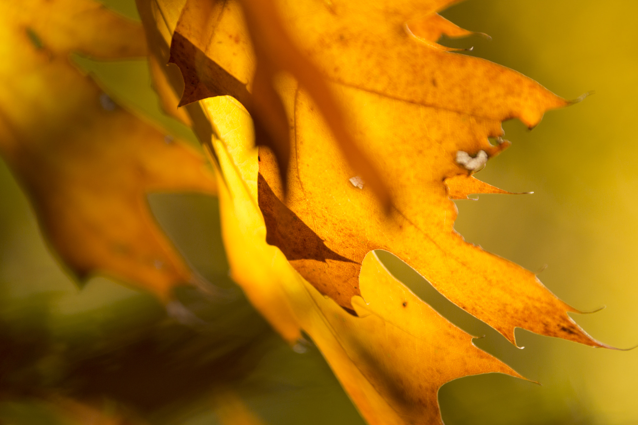 Canon EOS 70D + Canon EF 28-300mm F3.5-5.6L IS USM sample photo. Autumn leafs photography