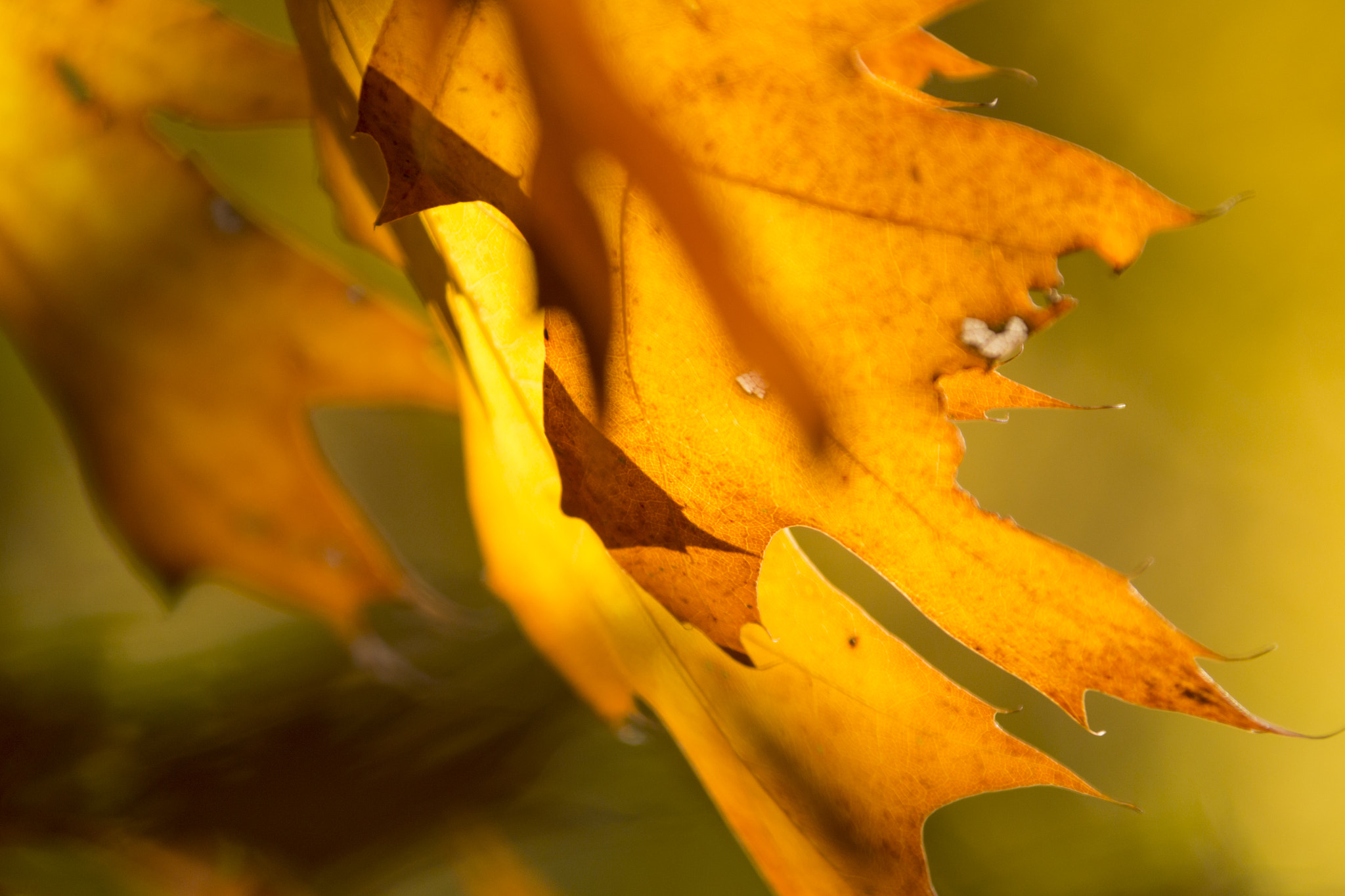 Canon EF 28-300mm F3.5-5.6L IS USM sample photo. Autumn leafs photography