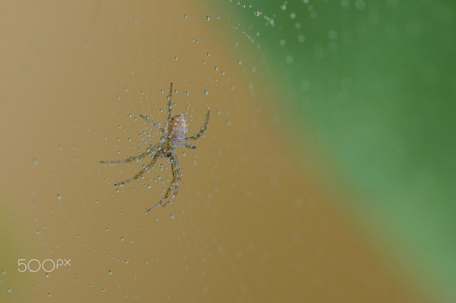 Pentax K-3 sample photo. Small spider after rain photography
