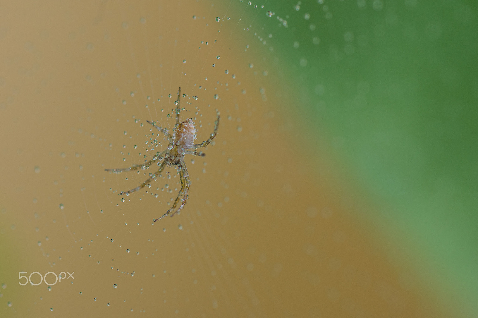 Pentax K-3 + Tamron SP AF 90mm F2.8 Di Macro sample photo. Small spider after rain photography