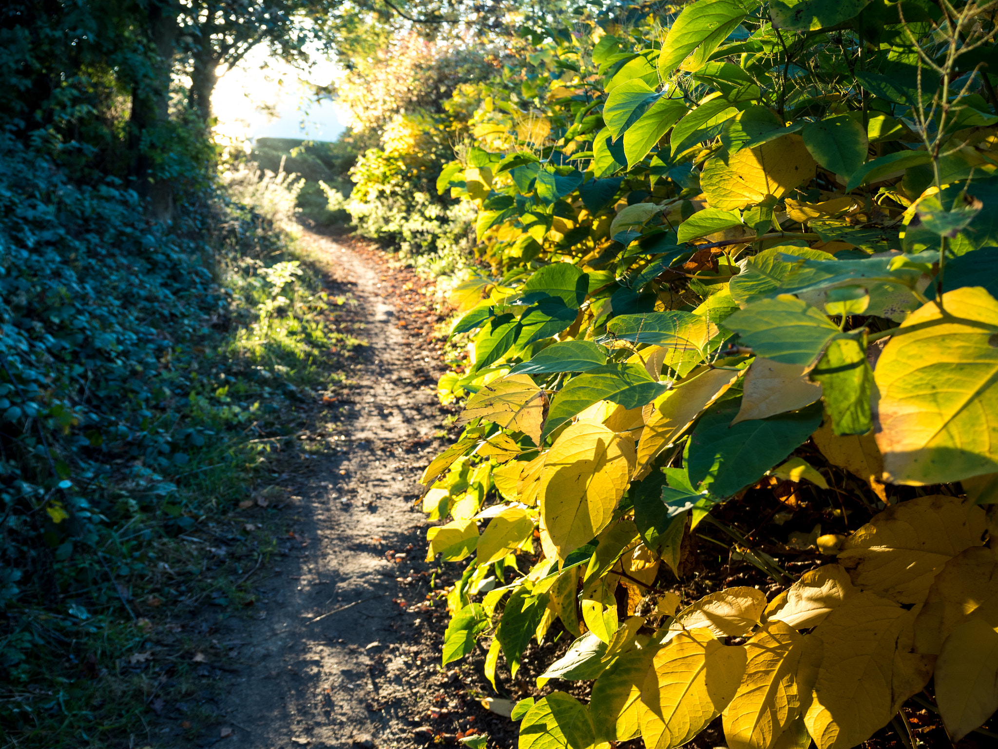 Olympus OM-D E-M5 II sample photo. House to nature photography