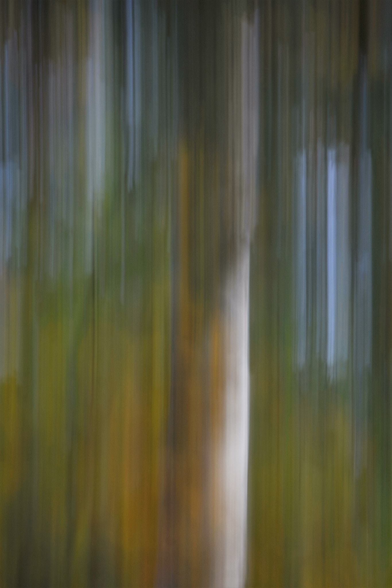 Sigma 18-250mm F3.5-6.3 DC OS HSM sample photo. In the forrest photography