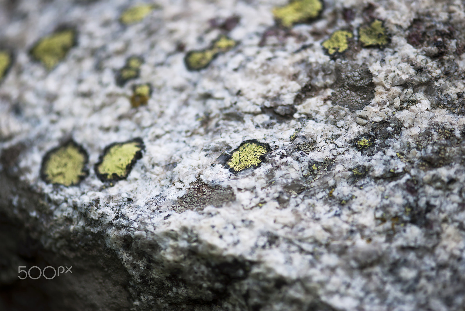 Nikon D60 + Nikon AF-S Micro-Nikkor 105mm F2.8G IF-ED VR sample photo. Rock and lichen texture photography