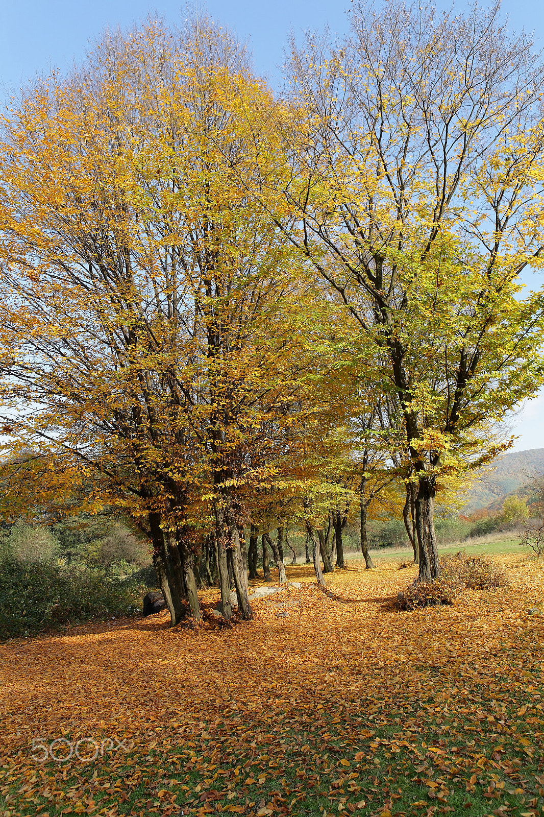 Canon EF 24-70mm F2.8L USM sample photo. Autumn colors photography
