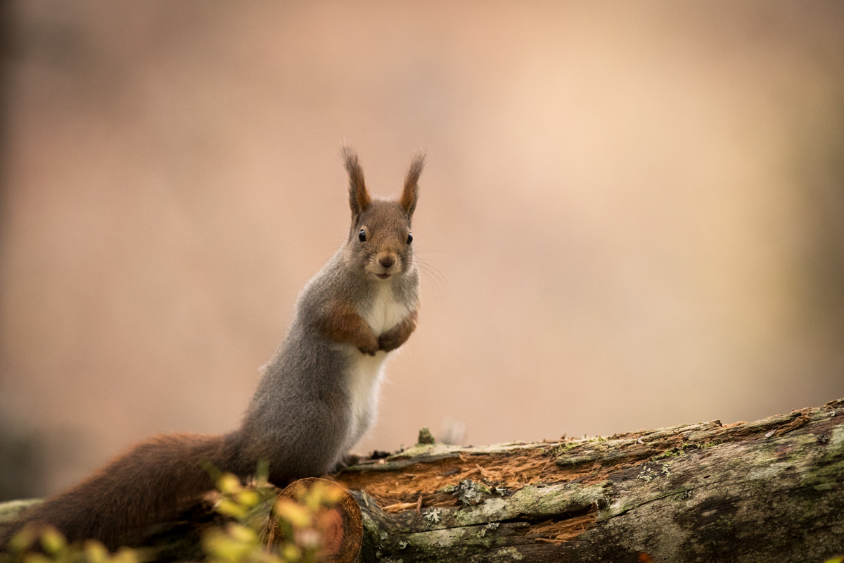 Canon EF 300mm F2.8L IS II USM sample photo. Squirrel in autumn color photography
