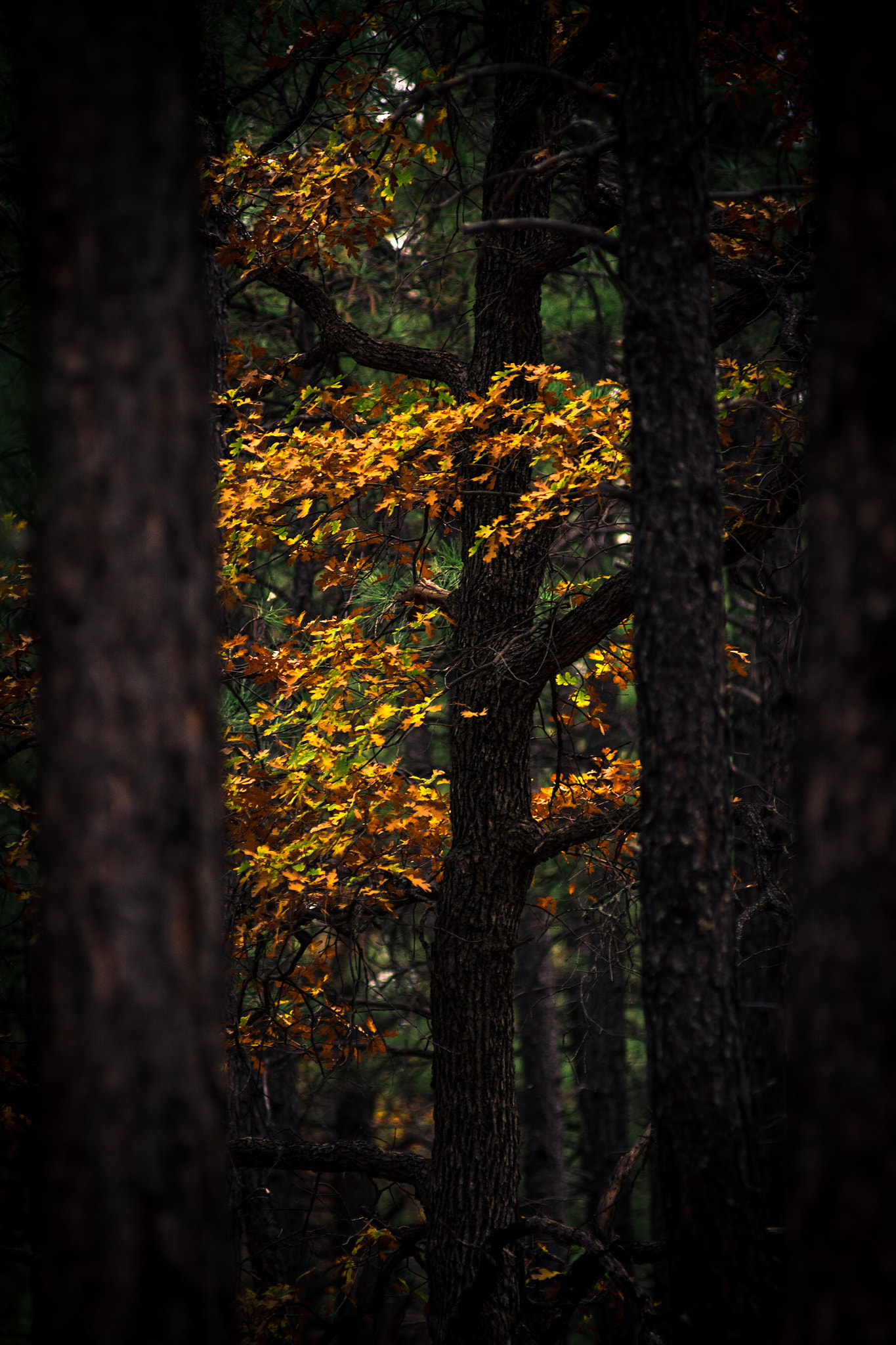 Nikon AF-Nikkor 80-200mm F2.8D ED sample photo. Gilded visions photography