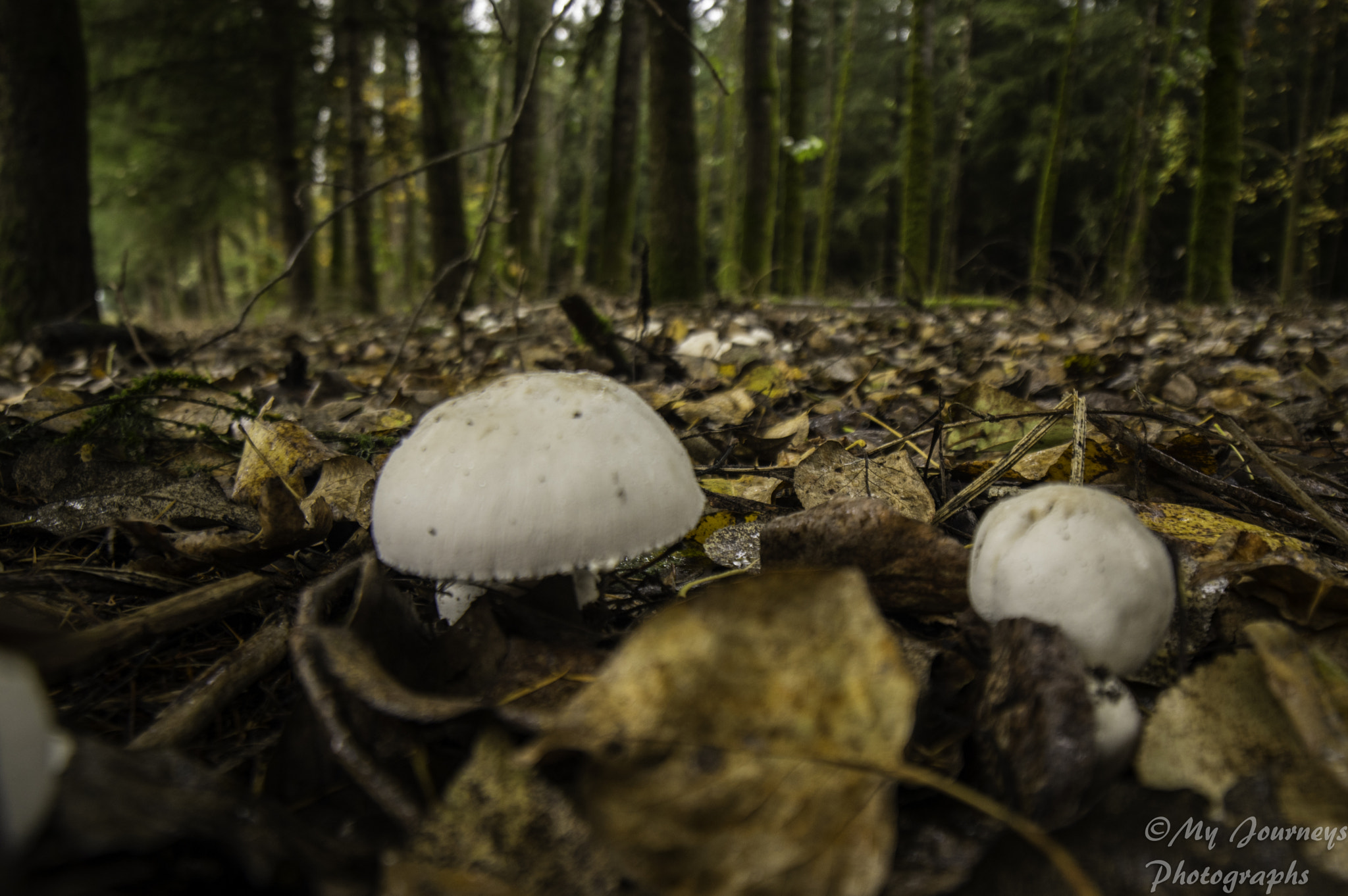 Pentax K-3 sample photo. Mushrooms photography
