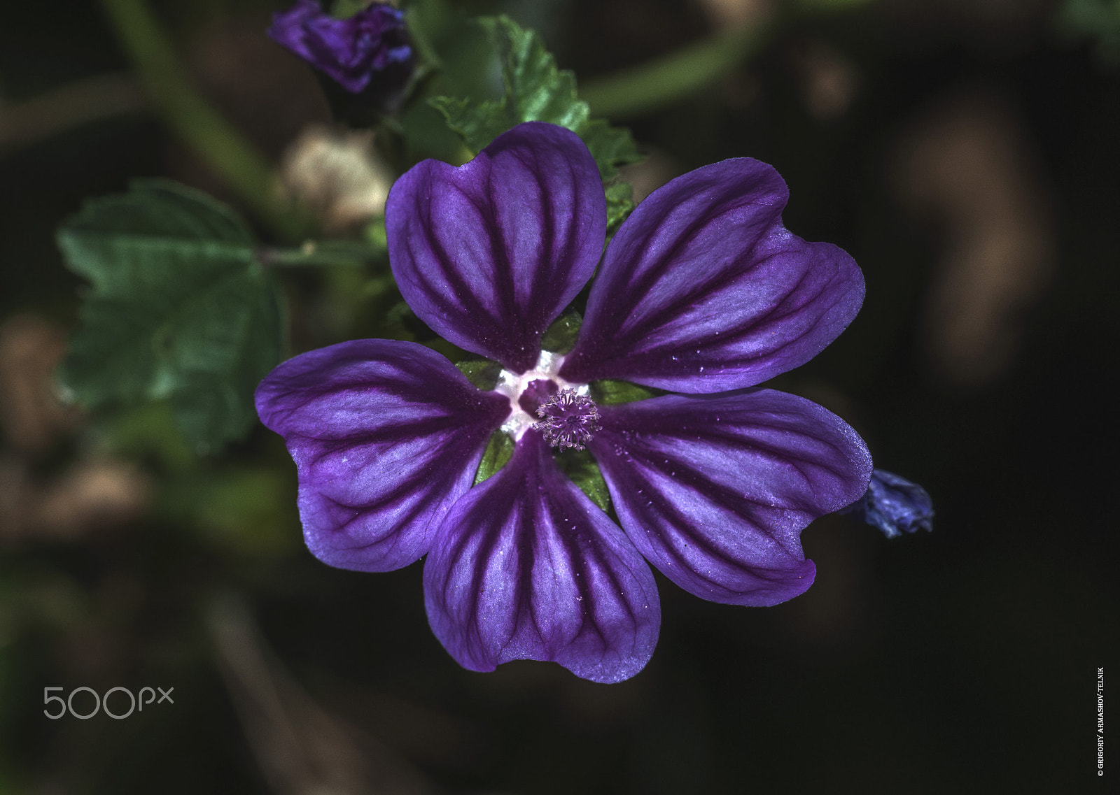Sigma 105mm F2.8 EX DG OS HSM sample photo. Purple hibiscus photography