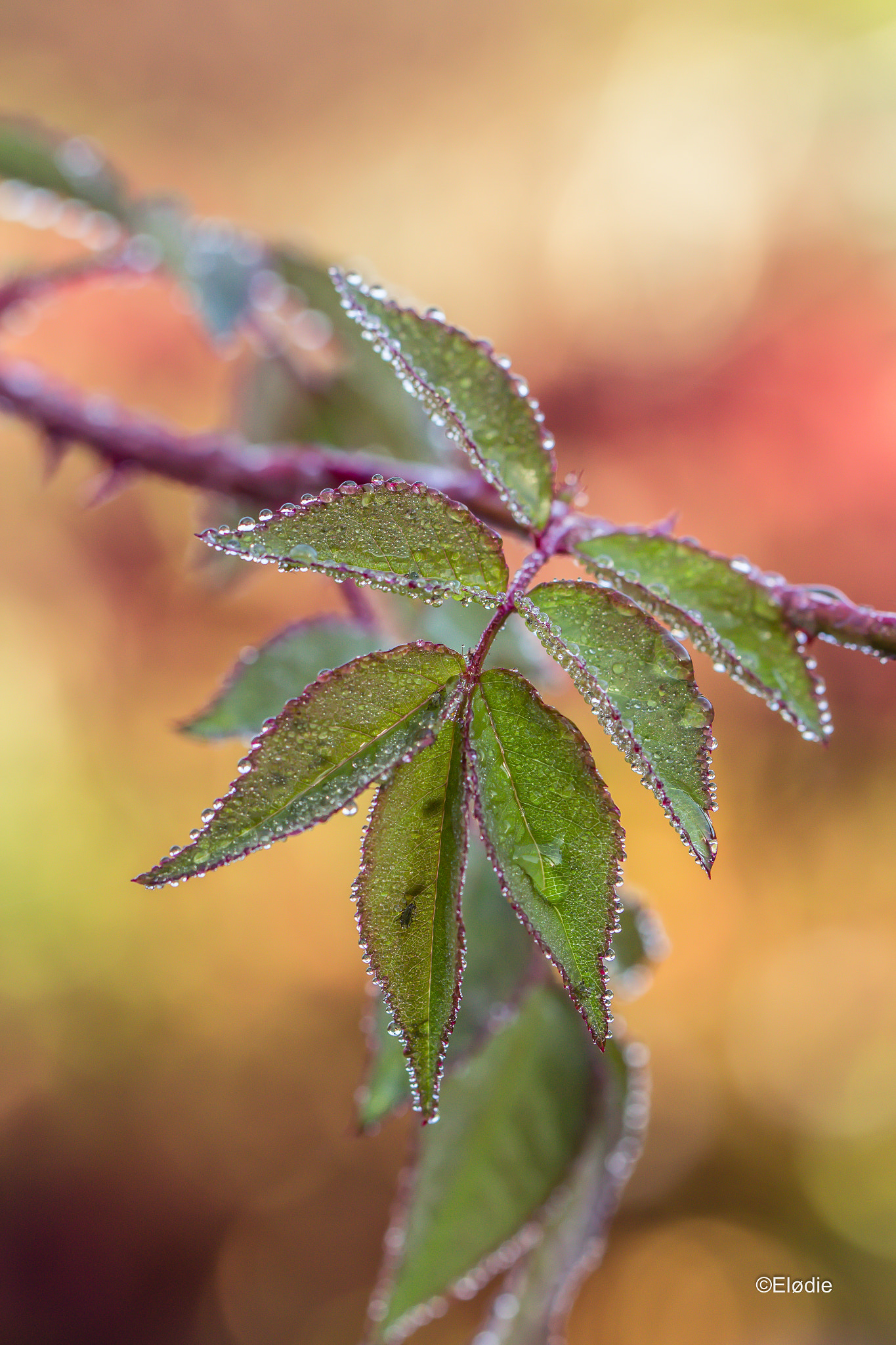 Canon EF 100mm F2.8L Macro IS USM sample photo. Les feuilles photography