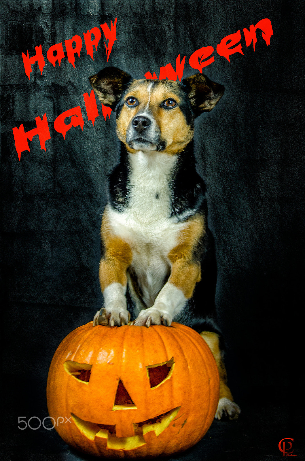 Nikon AF-S Nikkor 24-70mm F2.8G ED sample photo. Happy halloween photography