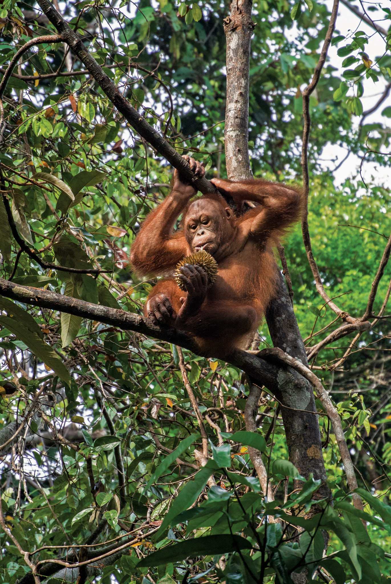Nikon 1 Nikkor VR 30-110mm F3.8-5.6 sample photo. Monkey business photography