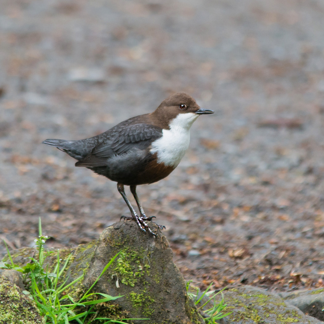 Nikon D800 + Sigma 150-500mm F5-6.3 DG OS HSM sample photo. Dipper on rock (of ) photography