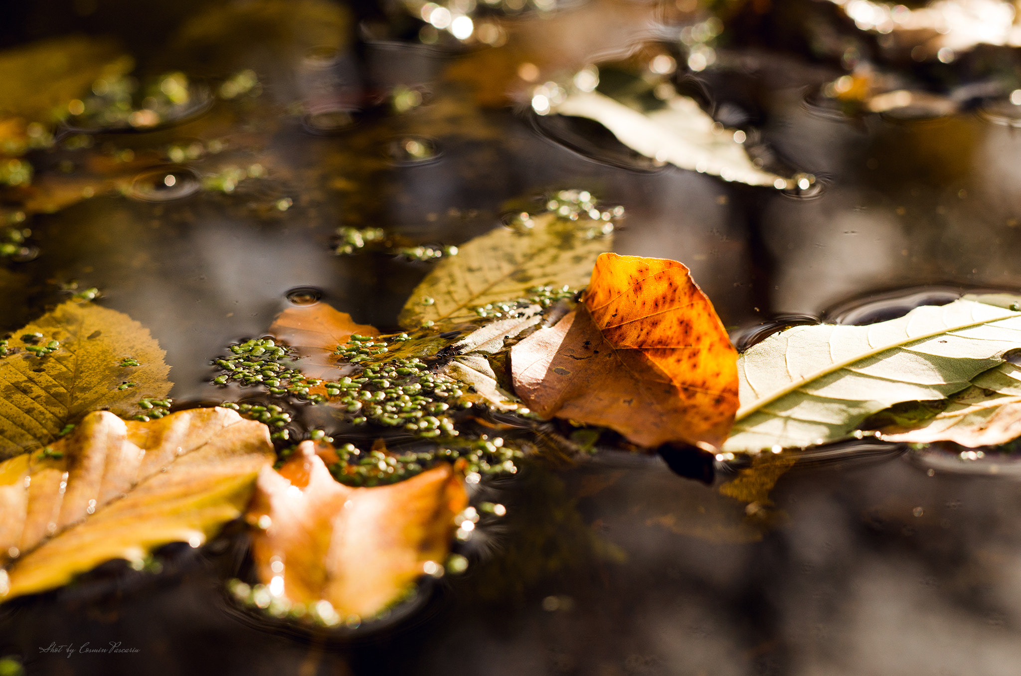 Nikon D7000 sample photo. Autumnal feelings photography