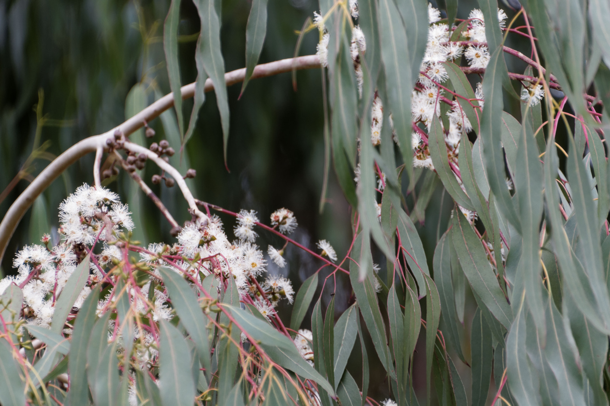 Pentax K-3 II + Pentax smc DA 18-270mm F3.5-6.3 ED SDM sample photo. Eucalyptus photography