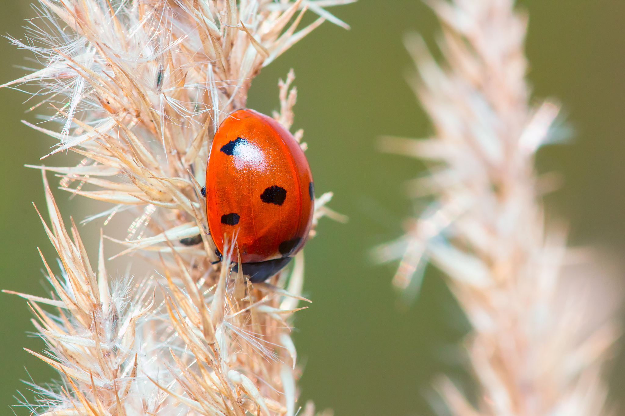 Sigma 105mm F2.8 EX DG OS HSM sample photo. Sleeping ladybug photography