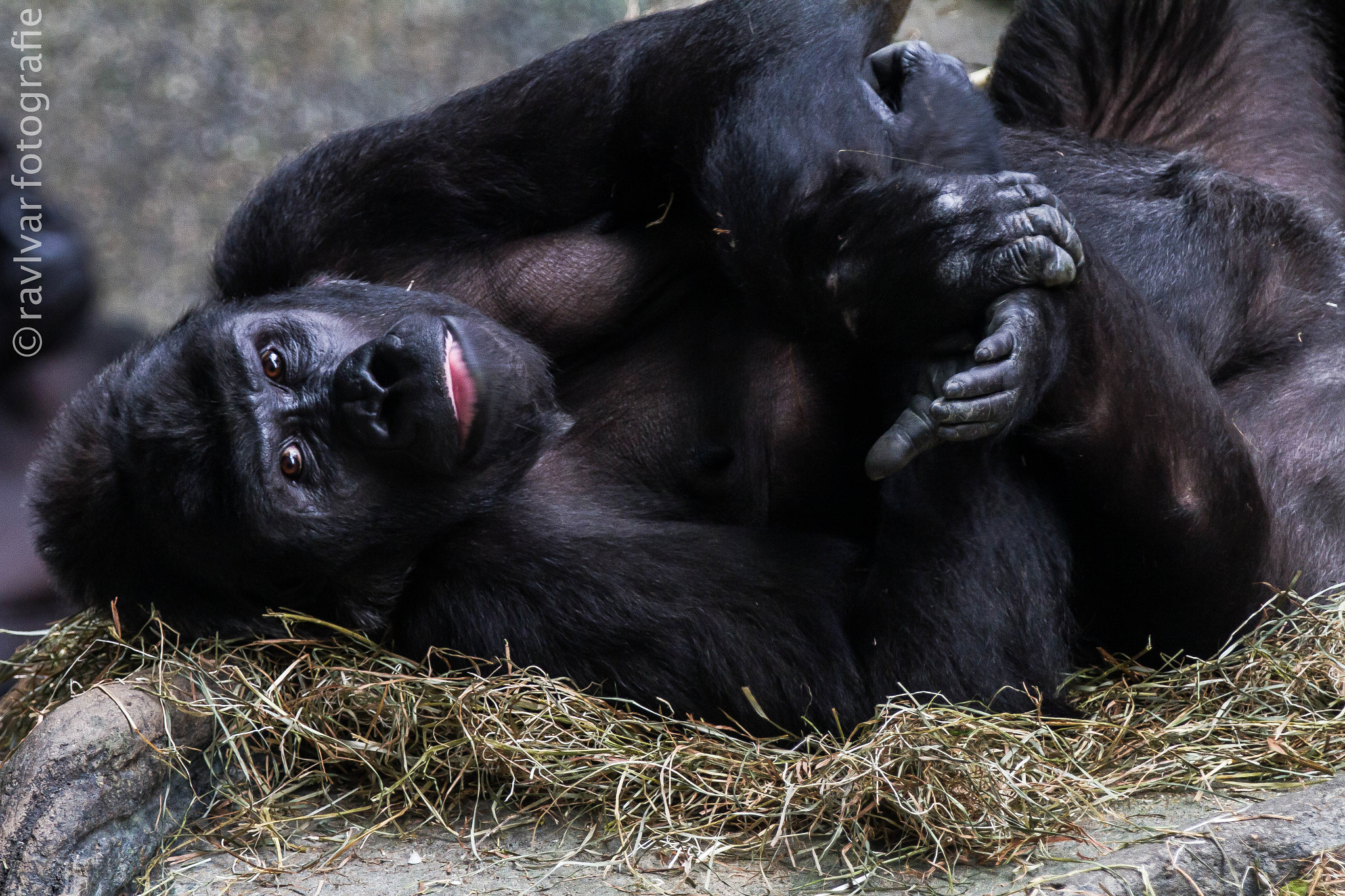 Canon EF 70-200mm F2.8L IS II USM sample photo. Gorilla photography
