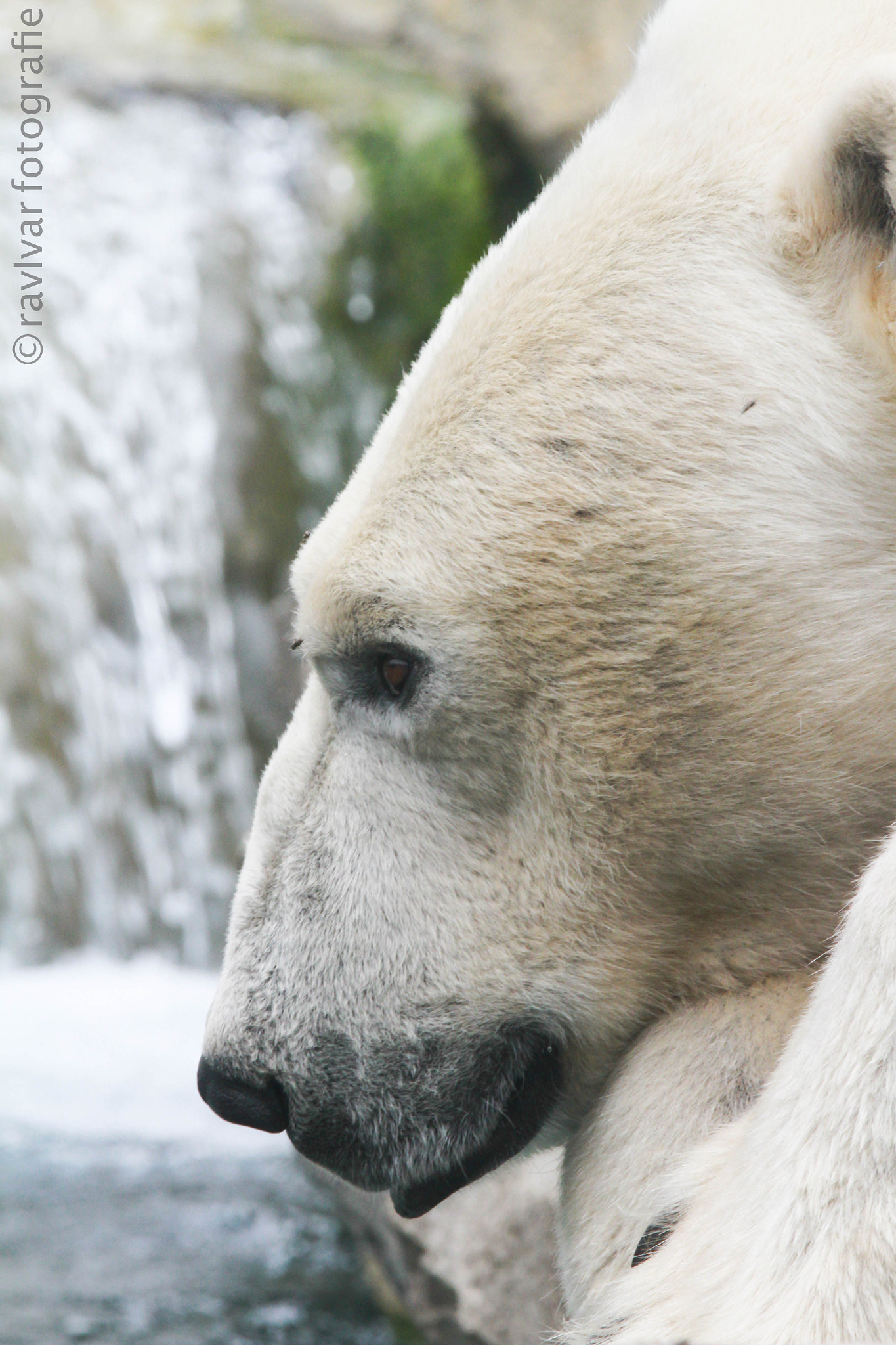 Canon EF 70-200mm F2.8L IS II USM sample photo. Polarbear photography