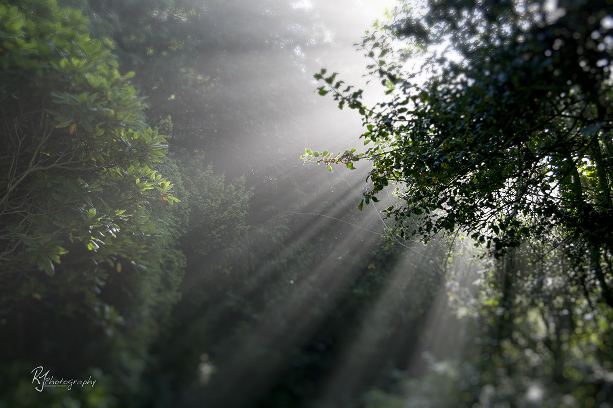 Sony DT 18-250mm F3.5-6.3 sample photo. Life! photography