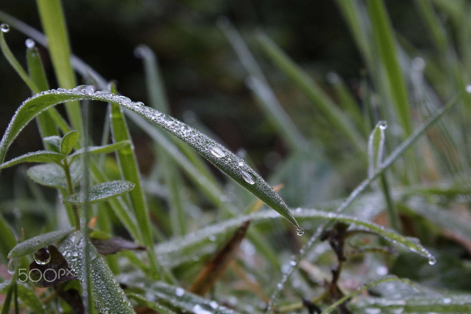 Canon EOS 760D (EOS Rebel T6s / EOS 8000D) sample photo. Dewdrops photography