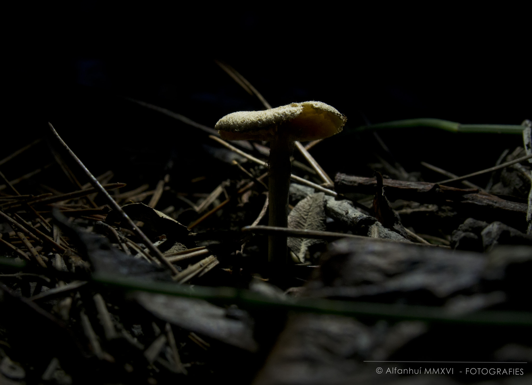 Olympus M.Zuiko Digital 14-42mm F3.5-5.6 II R sample photo. Let there be light! photography