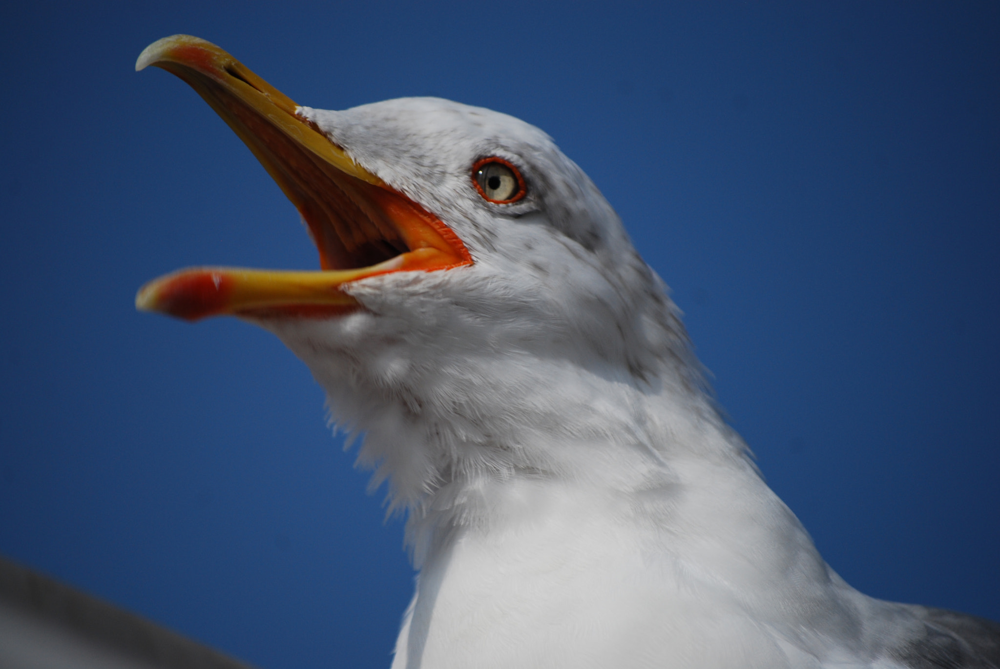 Nikon D40X sample photo. Seagull martı dsc photography