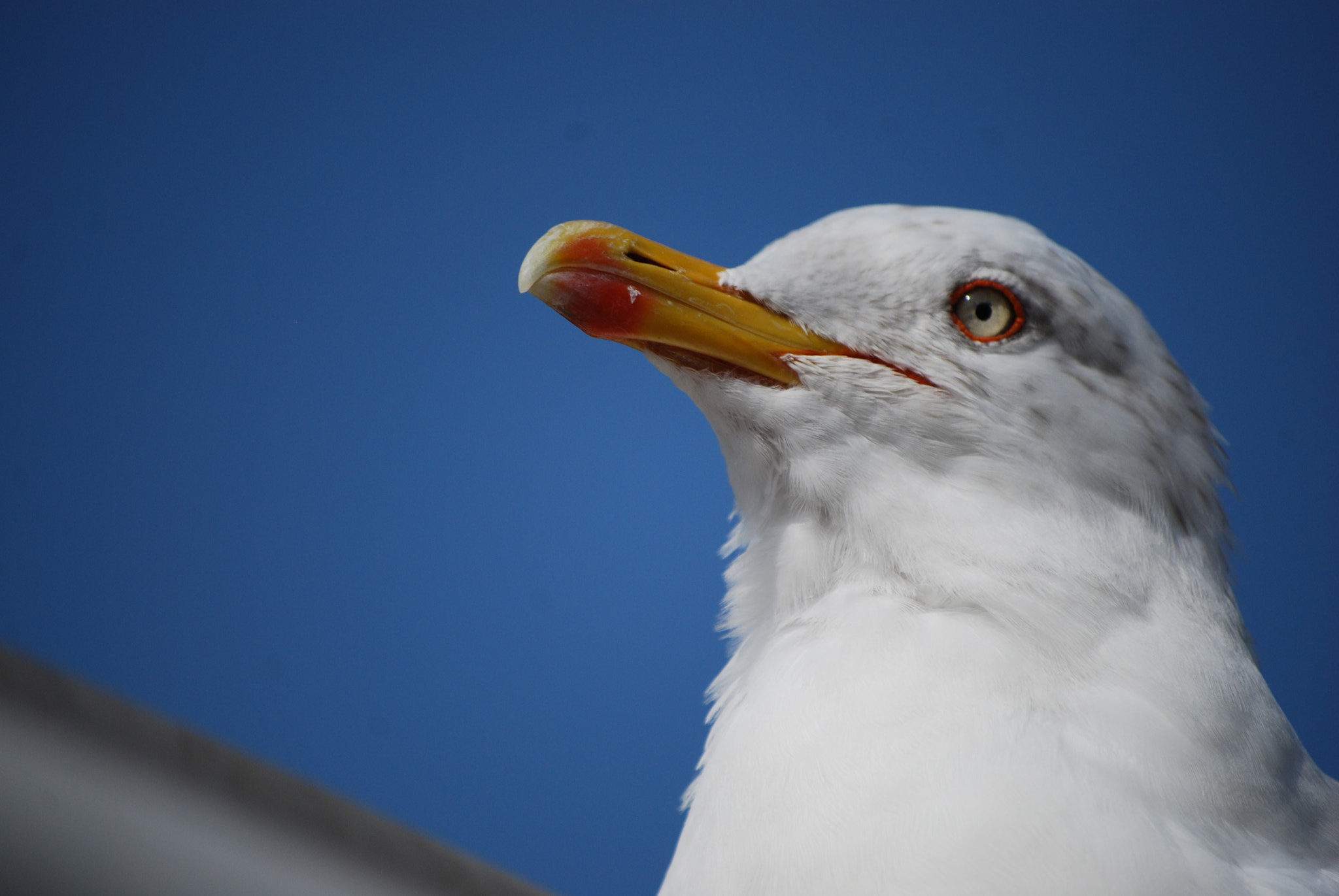 Nikon D40X sample photo. Seagull martı dsc photography