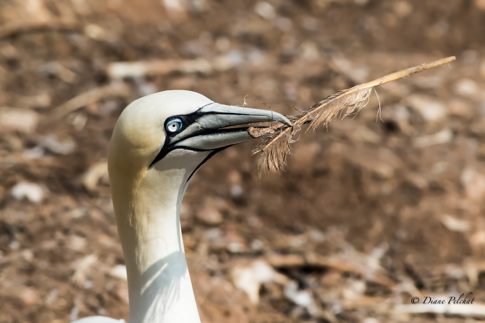 Canon EOS 7D Mark II + Canon EF 300mm F2.8L IS II USM sample photo. Gift for its lover photography