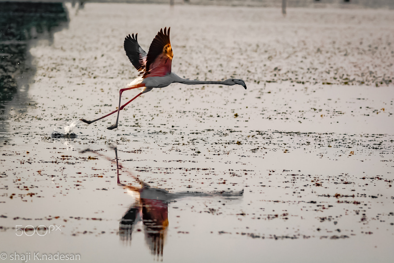 Canon EF 300mm F4L IS USM sample photo. Flemingo photography